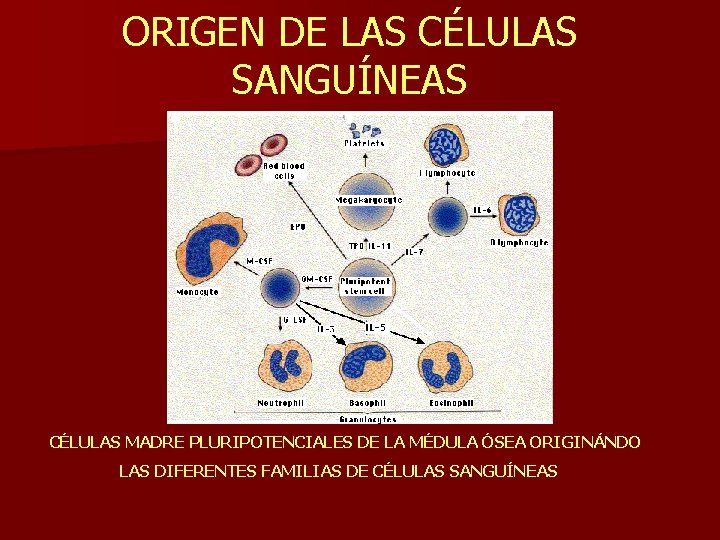 ORIGEN DE LAS CÉLULAS SANGUÍNEAS CÉLULAS MADRE PLURIPOTENCIALES DE LA MÉDULA ÓSEA ORIGINÁNDO LAS