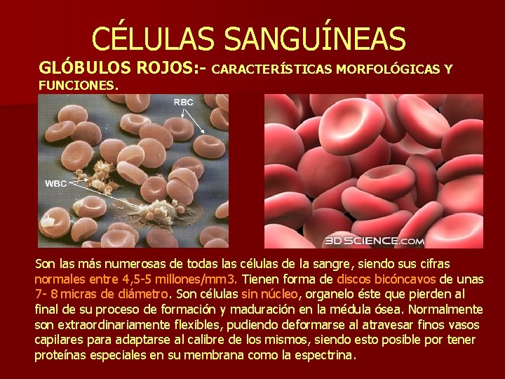 CÉLULAS SANGUÍNEAS GLÓBULOS ROJOS: - CARACTERÍSTICAS MORFOLÓGICAS Y FUNCIONES. Son las más numerosas de