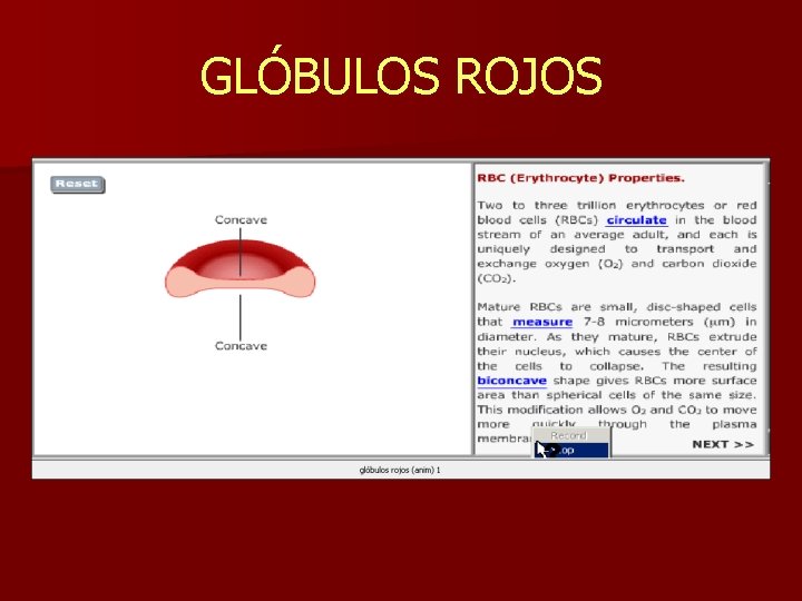 GLÓBULOS ROJOS 