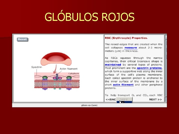 GLÓBULOS ROJOS 