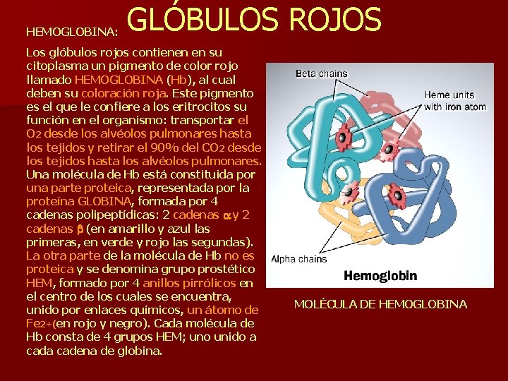 HEMOGLOBINA: GLÓBULOS ROJOS Los glóbulos rojos contienen en su citoplasma un pigmento de color