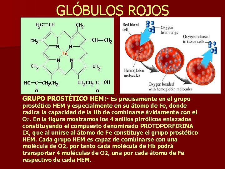 GLÓBULOS ROJOS GRUPO PROSTÉTICO HEM: - Es precisamente en el grupo prostético HEM y