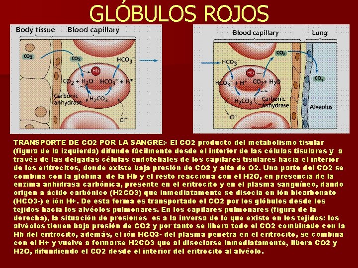 GLÓBULOS ROJOS TRANSPORTE DE CO 2 POR LA SANGRE: - El CO 2 producto