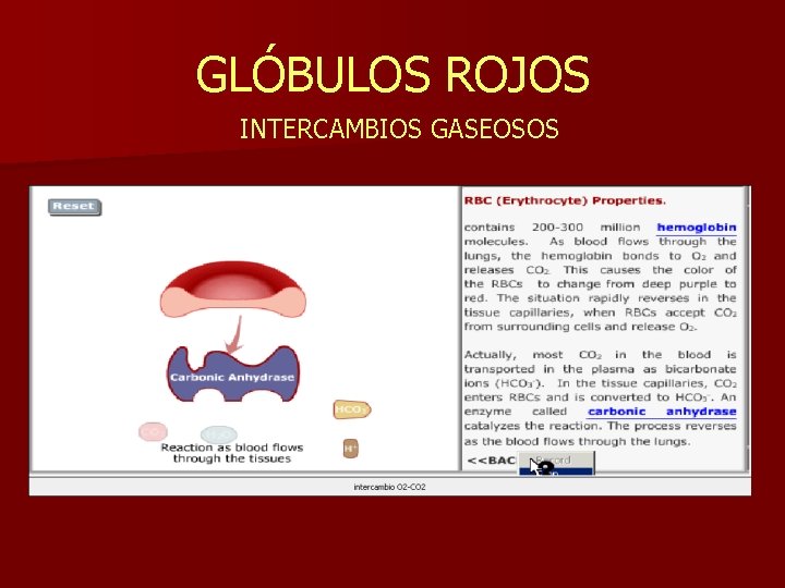 GLÓBULOS ROJOS INTERCAMBIOS GASEOSOS 