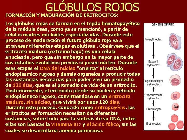GLÓBULOS ROJOS FORMACIÓN Y MADURACIÓN DE ERITROCITOS: Los glóbulos rojos se forman en el