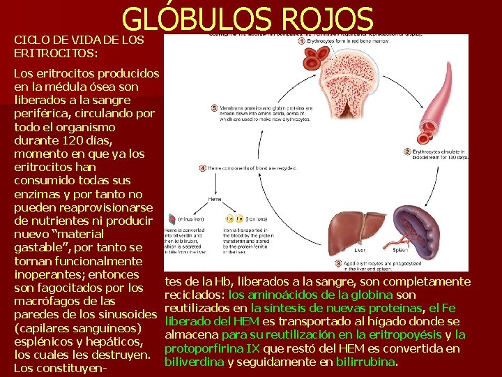 GLÓBULOS ROJOS CICLO DE VIDA DE LOS ERITROCITOS: Los eritrocitos producidos en la médula