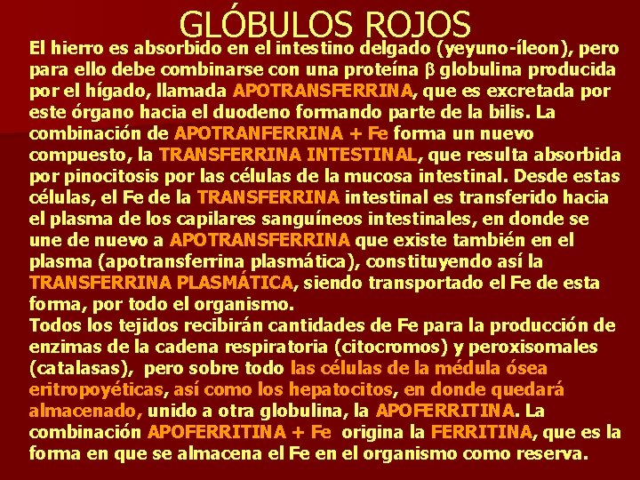 GLÓBULOS ROJOS El hierro es absorbido en el intestino delgado (yeyuno-íleon), pero para ello