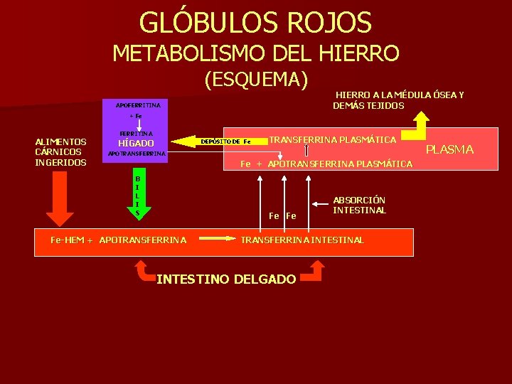 GLÓBULOS ROJOS METABOLISMO DEL HIERRO (ESQUEMA) APOFERRITINA HIERRO A LA MÉDULA ÓSEA Y DEMÁS