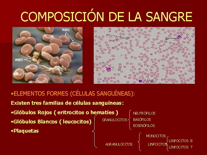 COMPOSICIÓN DE LA SANGRE • ELEMENTOS FORMES (CÉLULAS SANGUÍNEAS): Existen tres familias de células