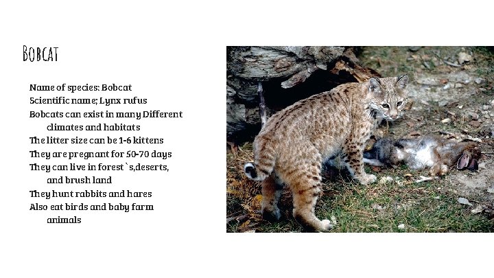 Bobcat Name of species: Bobcat Scientific name; Lynx rufus Bobcats can exist in many