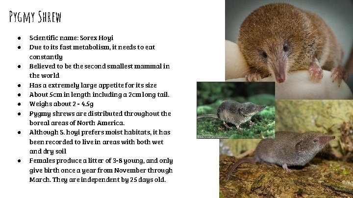 Pygmy Shrew ● ● ● ● ● Scientific name: Sorex Hoyi Due to its