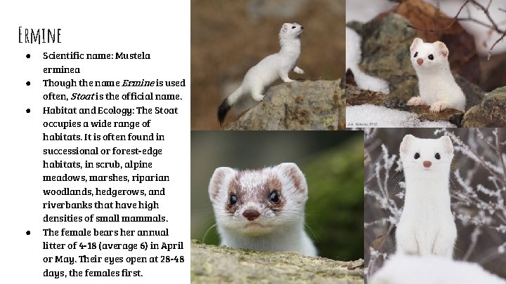 Ermine ● ● Scientific name: Mustela erminea Though the name Ermine is used often,