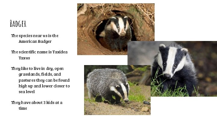 Badger The species near us is the American Badger The scientific name is Taxidea