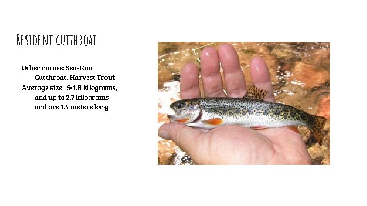 Resident cutthroat Other names: Sea-Run Cutthroat, Harvest Trout Average size: . 5 -1. 8