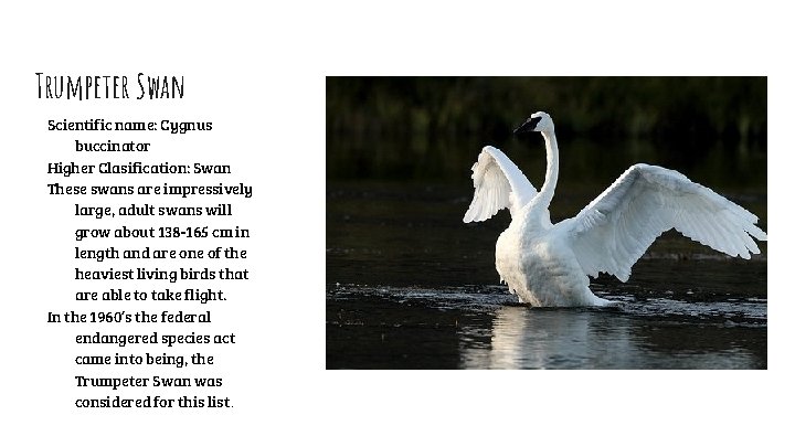 Trumpeter Swan Scientific name: Cygnus buccinator Higher Clasification: Swan These swans are impressively large,