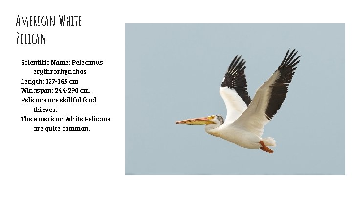 American White Pelican Scientific Name: Pelecanus erythrorhynchos Length: 127 -165 cm Wingspan: 244 -290