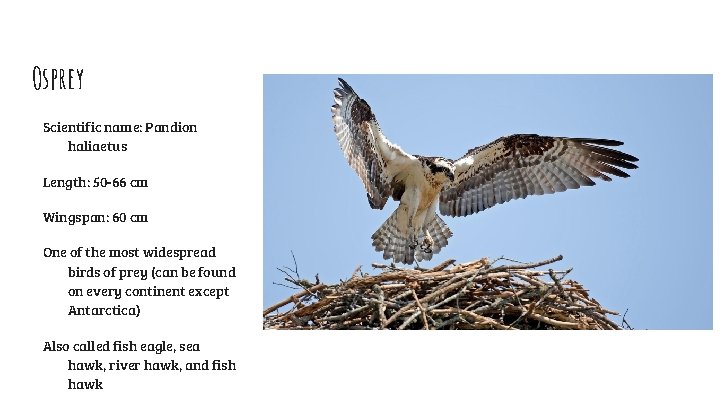 Osprey Scientific name: Pandion haliaetus Length: 50 -66 cm Wingspan: 60 cm One of