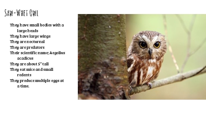 Saw-Whet Owl They have small bodies with a large heads They have large wings