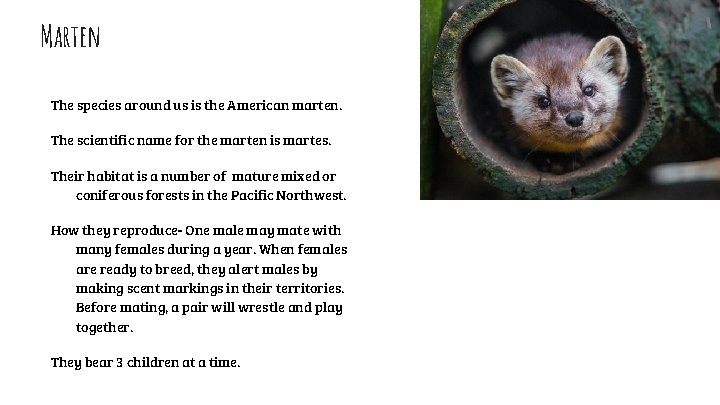 Marten The species around us is the American marten. The scientific name for the