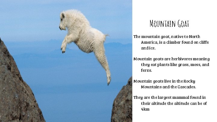 Mountain Goat The mountain goat, native to North America, is a climber found on