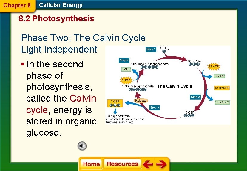 Chapter 8 Cellular Energy 8. 2 Photosynthesis Phase Two: The Calvin Cycle Light Independent