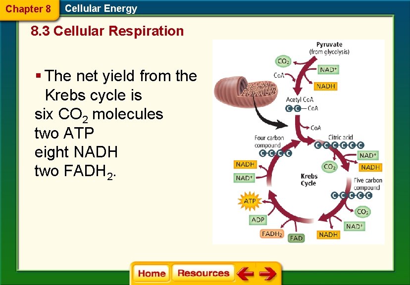 Chapter 8 Cellular Energy 8. 3 Cellular Respiration § The net yield from the