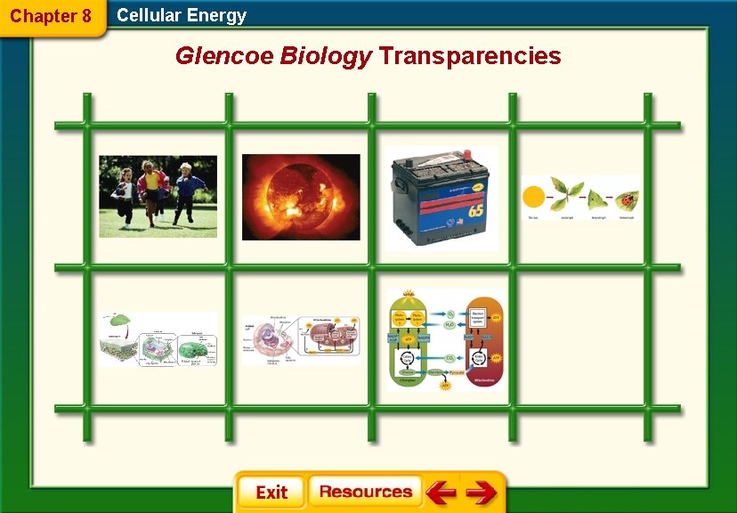 Chapter 8 Cellular Energy Glencoe Biology Transparencies 