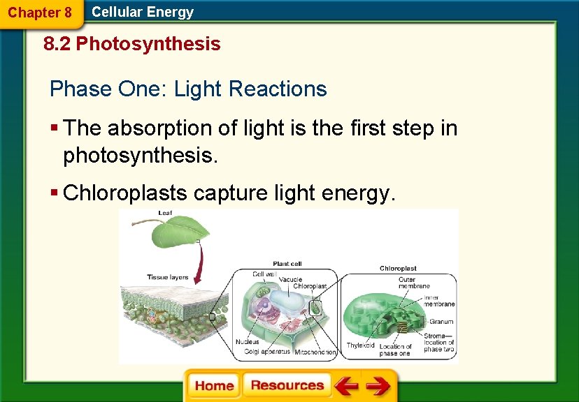 Chapter 8 Cellular Energy 8. 2 Photosynthesis Phase One: Light Reactions § The absorption