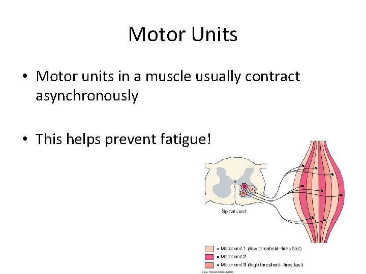 Motor Units • Motor units in a muscle usually contract asynchronously • This helps