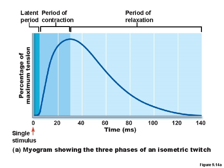 Latent Period of period contraction Period of relaxation Single stimulus (a) Myogram showing the