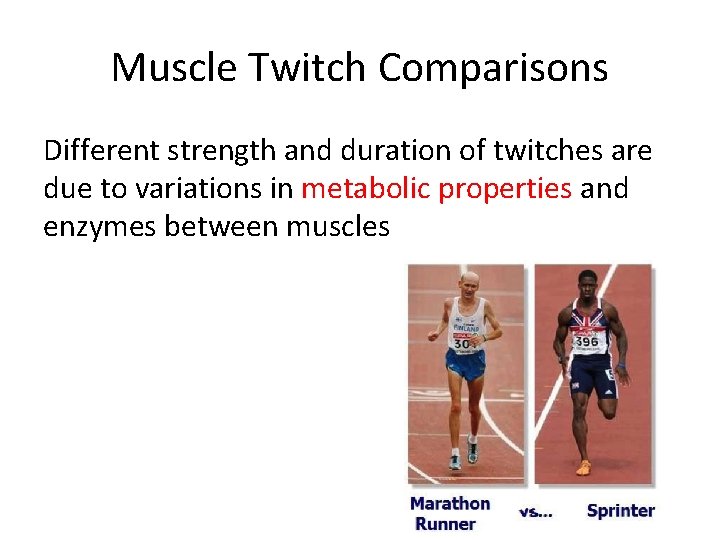 Muscle Twitch Comparisons Different strength and duration of twitches are due to variations in