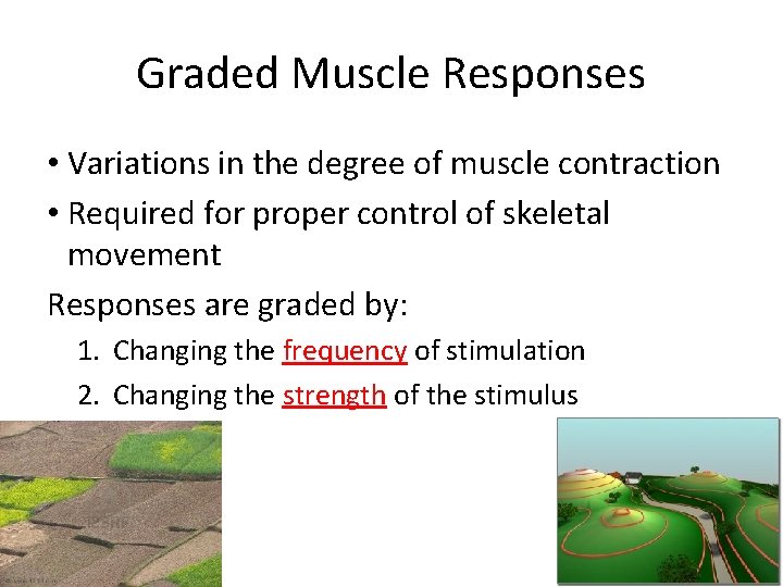 Graded Muscle Responses • Variations in the degree of muscle contraction • Required for