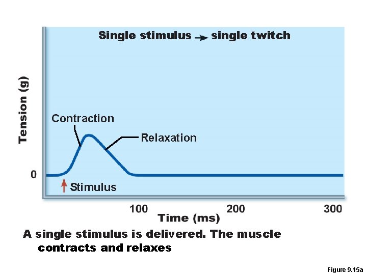 Single stimulus single twitch Contraction Relaxation Stimulus A single stimulus is delivered. The muscle