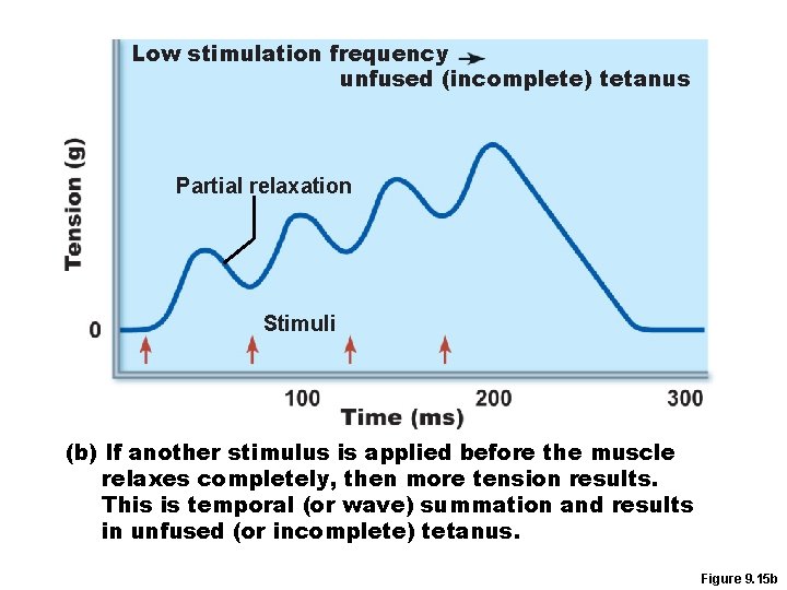 Low stimulation frequency unfused (incomplete) tetanus Partial relaxation Stimuli (b) If another stimulus is
