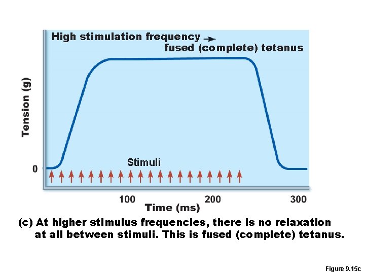 High stimulation frequency fused (complete) tetanus Stimuli (c) At higher stimulus frequencies, there is