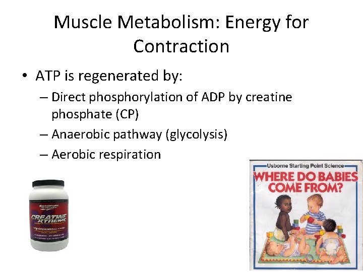 Muscle Metabolism: Energy for Contraction • ATP is regenerated by: – Direct phosphorylation of
