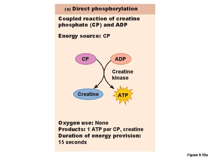 (a) Direct phosphorylation Coupled reaction of creatine phosphate (CP) and ADP Energy source: CP