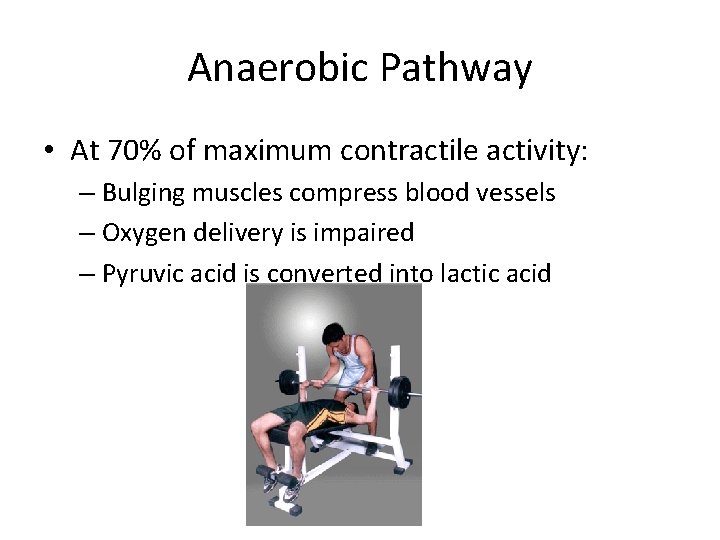 Anaerobic Pathway • At 70% of maximum contractile activity: – Bulging muscles compress blood
