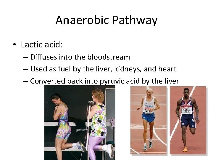 Anaerobic Pathway • Lactic acid: – Diffuses into the bloodstream – Used as fuel