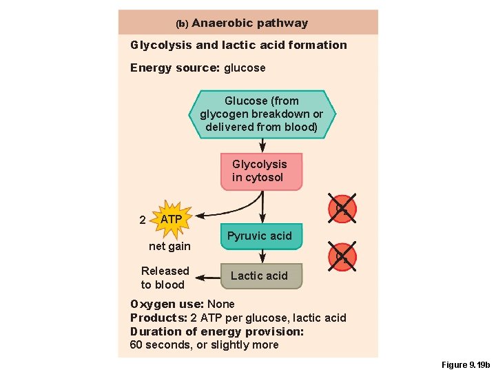 (b) Anaerobic pathway Glycolysis and lactic acid formation Energy source: glucose Glucose (from glycogen