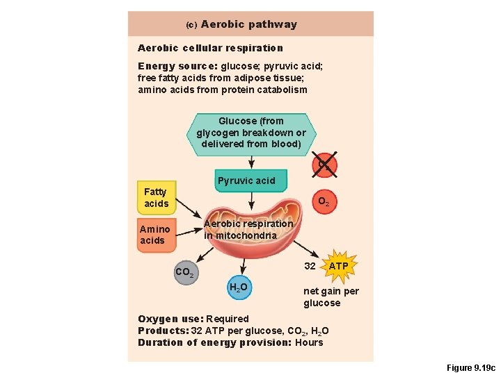 (c) Aerobic pathway Aerobic cellular respiration Energy source: glucose; pyruvic acid; free fatty acids