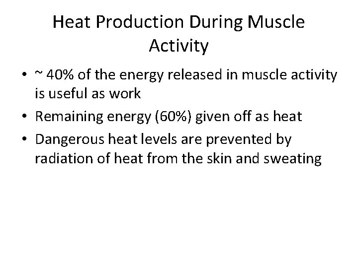 Heat Production During Muscle Activity • ~ 40% of the energy released in muscle