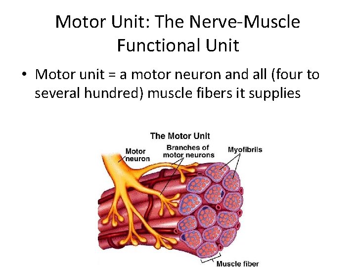 Motor Unit: The Nerve-Muscle Functional Unit • Motor unit = a motor neuron and