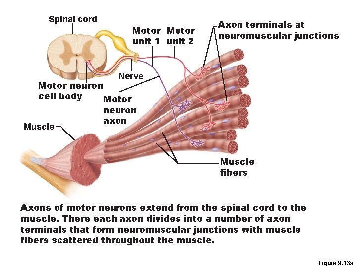 Spinal cord Motor unit 1 unit 2 Axon terminals at neuromuscular junctions Nerve Motor