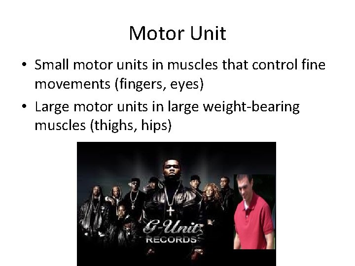 Motor Unit • Small motor units in muscles that control fine movements (fingers, eyes)
