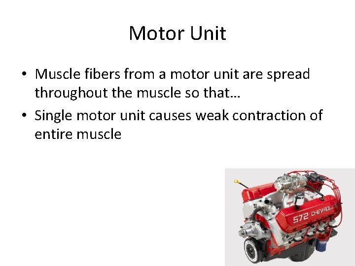 Motor Unit • Muscle fibers from a motor unit are spread throughout the muscle