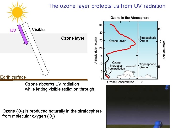 The ozone layer protects us from UV radiation Visible UV Ozone layer Earth surface