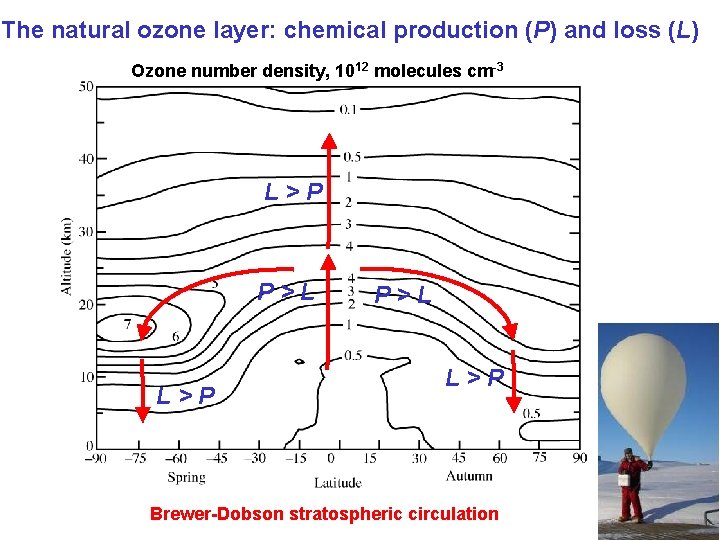 The natural ozone layer: chemical production (P) and loss (L) Ozone number density, 1012