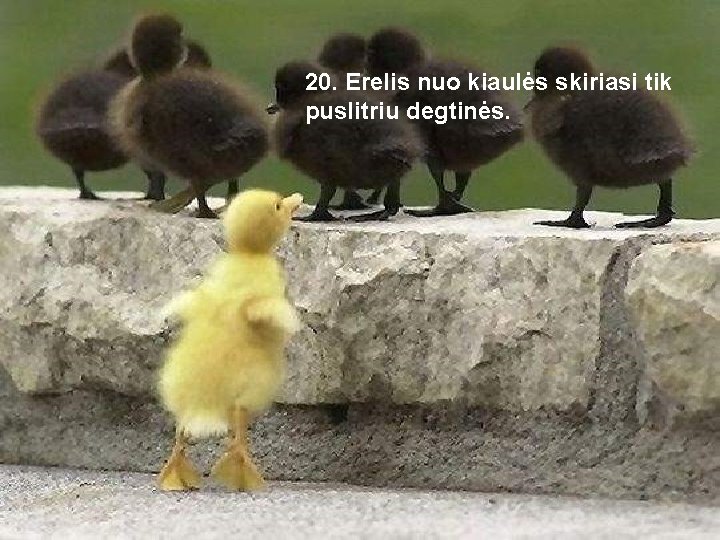 20. Erelis nuo kiaulės skiriasi tik puslitriu degtinės. 