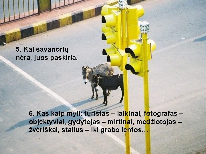 5. Kai savanorių nėra, juos paskiria. 6. Kas kaip myli: turistas – laikinai, fotografas